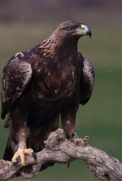 Golden Eagle (2)