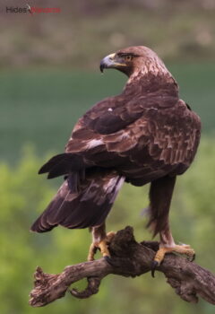 Golden Eagle
