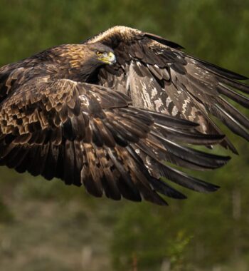 Golden Eagle