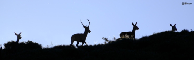 Berrea-1